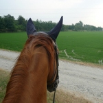 passeggiata a cavallo