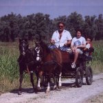 passeggiata in carrozza